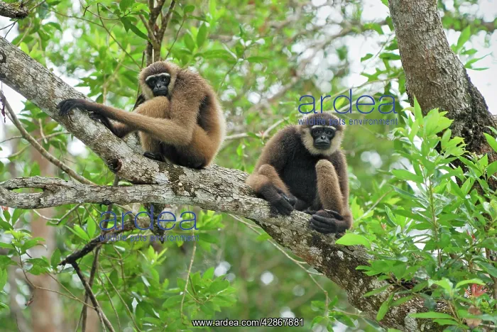 : Dark-handed Gibbon / Agile Gibbon : Dark-handed Gibbon / Agile Gibbon
