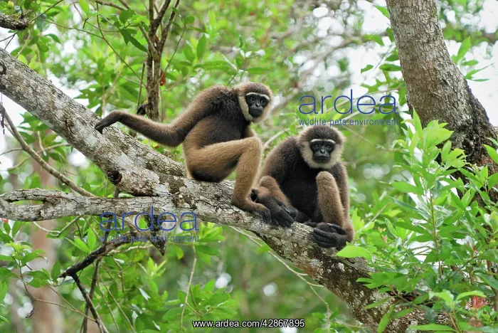 : Dark-handed Gibbon / Agile Gibbon : Dark-handed Gibbon / Agile Gibbon