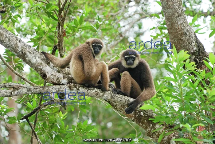 : Dark-handed Gibbon / Agile Gibbon : Dark-handed Gibbon / Agile Gibbon