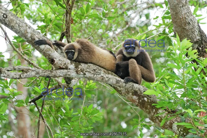 : Dark-handed Gibbon / Agile Gibbon : Dark-handed Gibbon / Agile Gibbon
