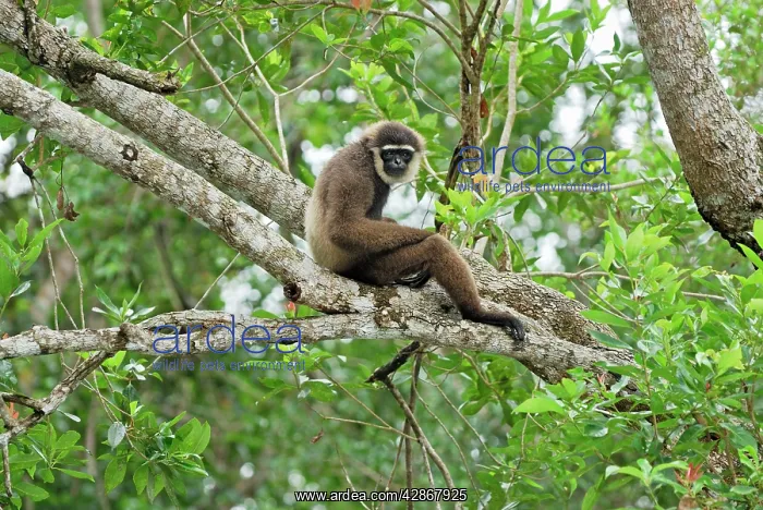 : Dark-handed Gibbon / Agile Gibbon : Dark-handed Gibbon / Agile Gibbon