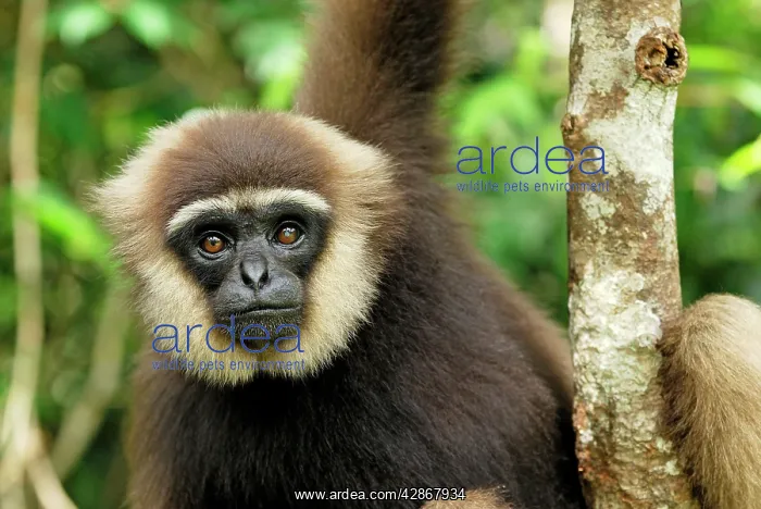 : Dark-handed Gibbon / Agile Gibbon : Dark-handed Gibbon / Agile Gibbon