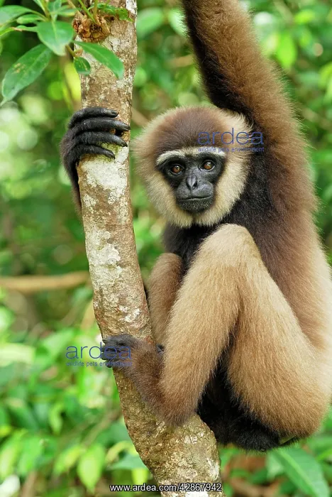 : Dark-handed Gibbon / Agile Gibbon : Dark-handed Gibbon / Agile Gibbon