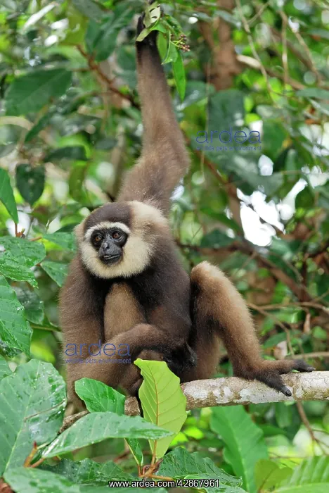 : Dark-handed Gibbon / Agile Gibbon : Dark-handed Gibbon / Agile Gibbon