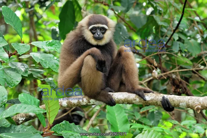 : Dark-handed Gibbon / Agile Gibbon : Dark-handed Gibbon / Agile Gibbon