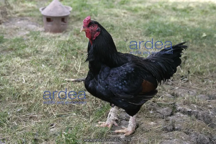 : Dark Indian game cock Warwickshire : Dark Indian game cock Warwickshire