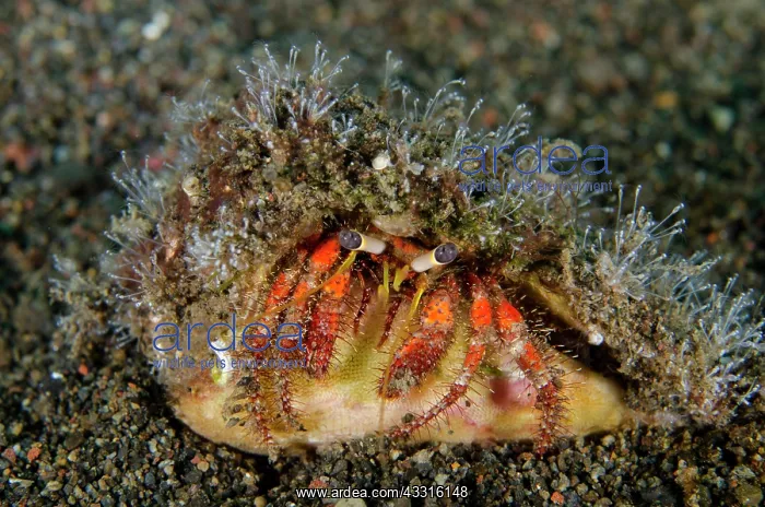 : Dark Knee Hermit Crab in Cone Shell - Bintang Divers : Dark Knee Hermit Crab in Cone Shell - Bintang Divers
