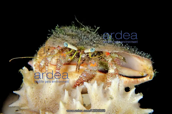 : Dark Knee Hermit Crab TK1 dive site, Lembeh Straits : Dark Knee Hermit Crab TK1 dive site, Lembeh Straits