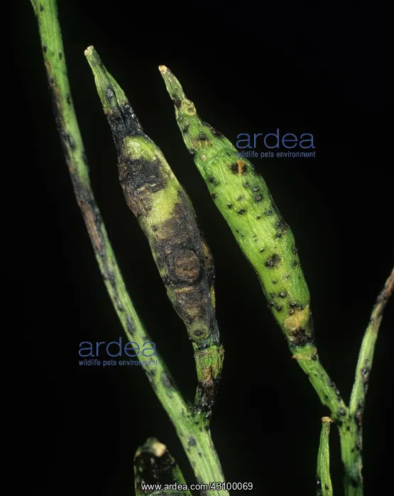 : Dark leaf & pod spot on rocket seedpod : Dark leaf & pod spot on rocket seedpod