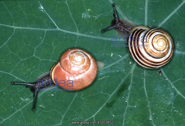 : DARK LIPPED BANDED SNAIL : DARK LIPPED BANDED SNAIL