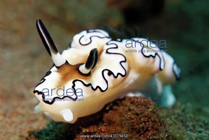 : Dark Margin Glossodoris ( Glossodoris atromarginata) : Dark Margin Glossodoris ( Glossodoris atromarginata)