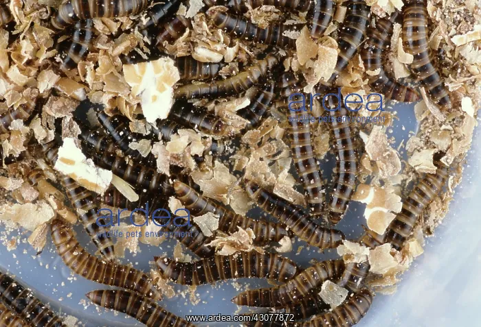  : Dark Mealworm Beetle larvae