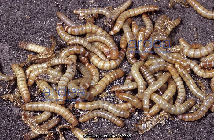 : Dark Mealworms : Dark Mealworms