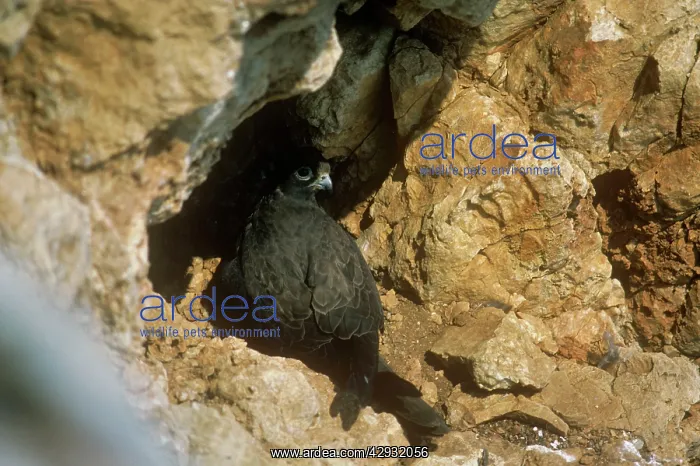 : Dark Morph Eleonora's Falcon - incubating eggs : Dark Morph Eleonora's Falcon - incubating eggs