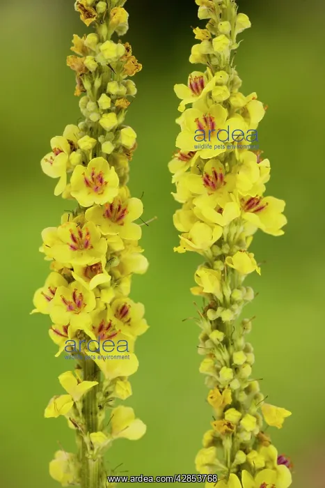: Dark Mullein - in flower, with distinctive violet : Dark Mullein - in flower, with distinctive violet