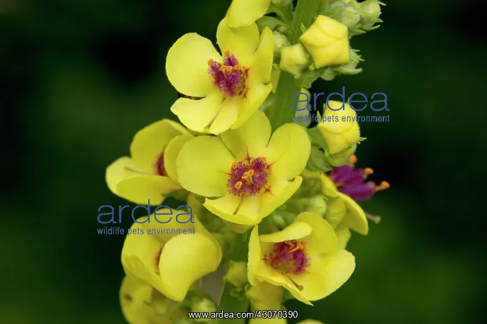 : Dark Mullein (Verbascum nigrum). Allindelille Fredskov : Dark Mullein (Verbascum nigrum). Allindelille Fredskov