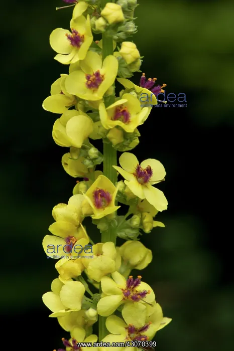 : Dark Mullein (Verbascum nigrum). Allindelille Fredskov : Dark Mullein (Verbascum nigrum). Allindelille Fredskov