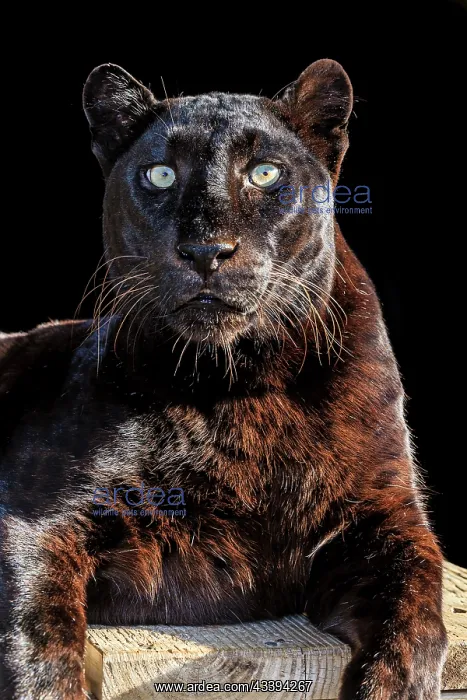 : A dark-phase African leopard : A dark-phase African leopard