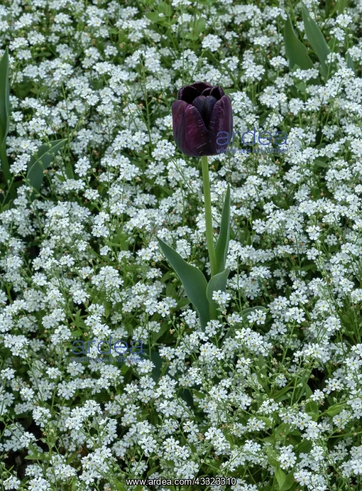 : The dark purple tulip, Tulip Queen of the Night : The dark purple tulip, Tulip Queen of the Night