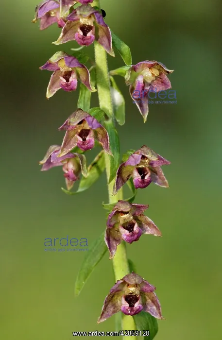 : Dark red helleborine : Dark red helleborine