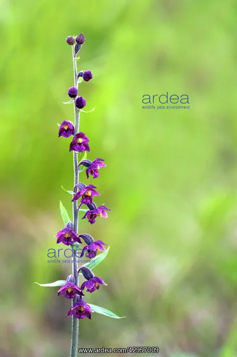 : Dark-red Helleborine : Dark-red Helleborine