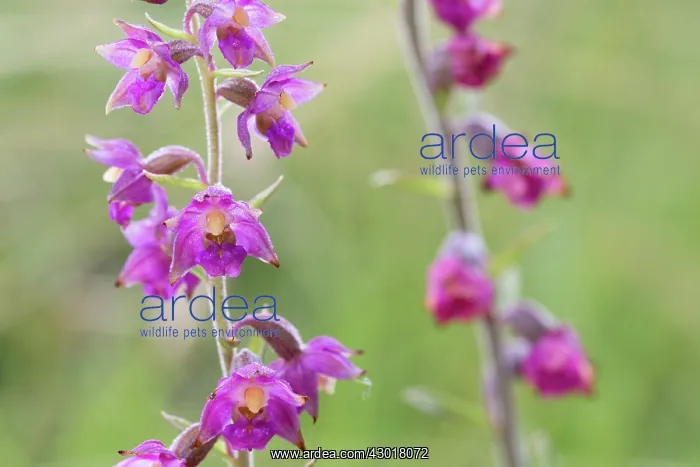 : Dark Red Helleborine : Dark Red Helleborine