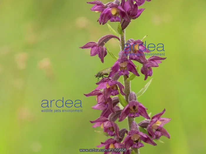 : Dark Red Helleborine : Dark Red Helleborine