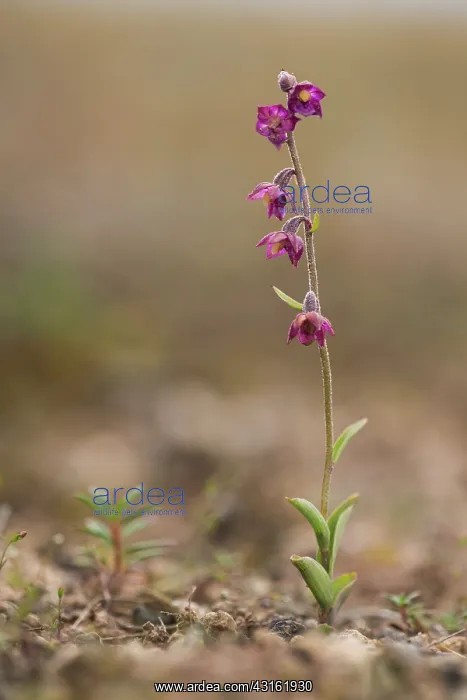  : Dark Red Helleborine