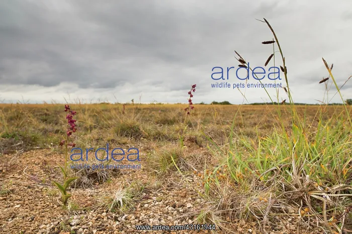 : Dark Red Helleborine : Dark Red Helleborine