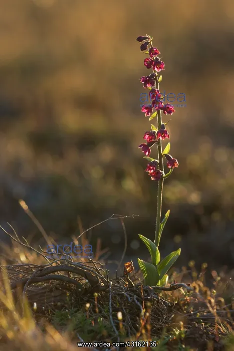 : Dark Red Helleborine : Dark Red Helleborine