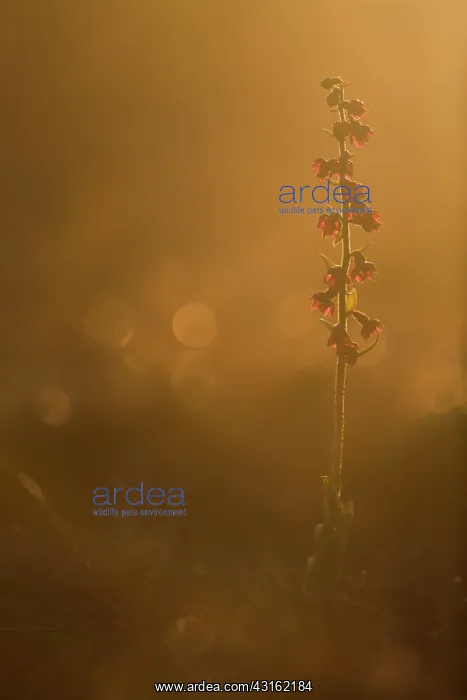 : Dark Red Helleborine : Dark Red Helleborine