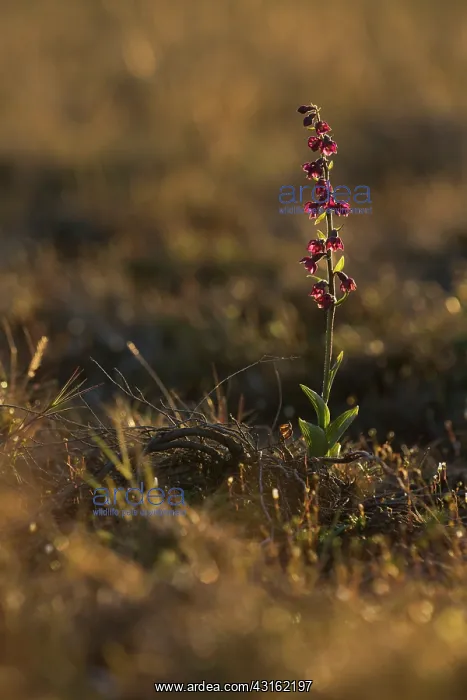  : Dark Red Helleborine