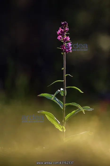  : Dark Red Helleborine