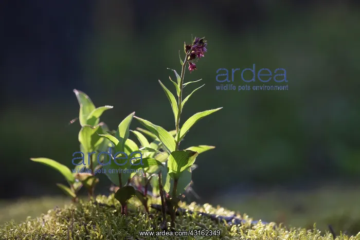 : Dark Red Helleborine : Dark Red Helleborine