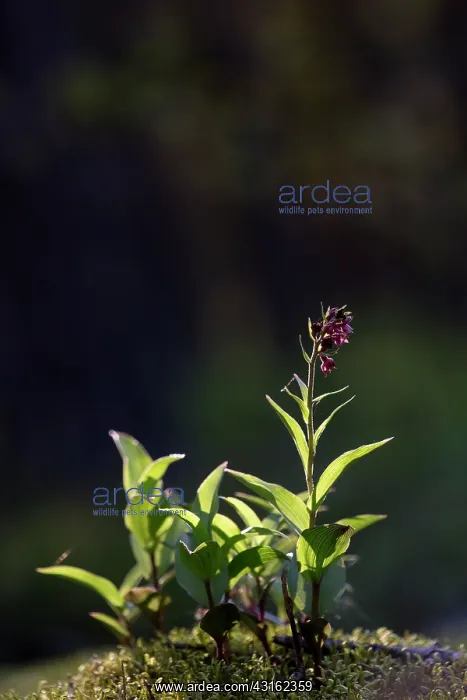  : Dark Red Helleborine