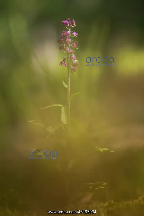 : Dark Red Helleborine : Dark Red Helleborine