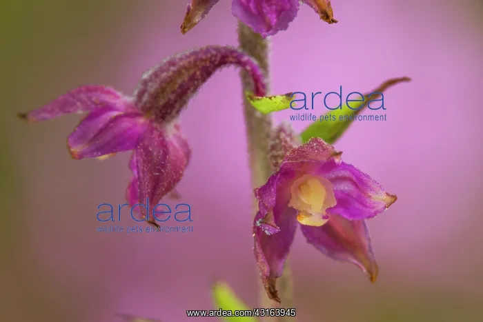 : Dark Red Helleborine : Dark Red Helleborine