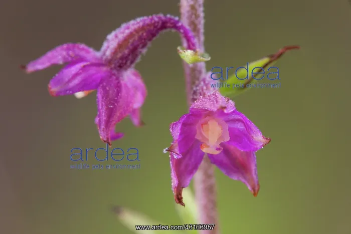 : Dark Red Helleborine : Dark Red Helleborine