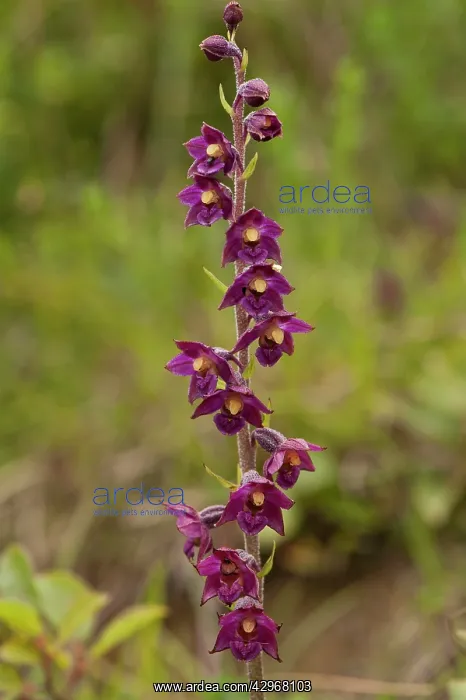 : Dark-red Helleborine - close up of flower : Dark-red Helleborine - close up of flower