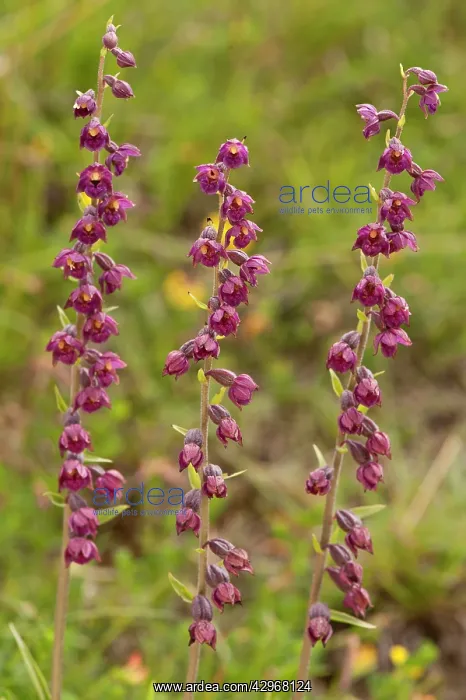 : Dark-red Helleborine - close up of three flower spikes : Dark-red Helleborine - close up of three flower spikes