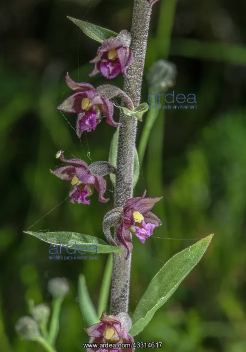 : Dark-red Helleborine, Epipactis atrorubens, in f : Dark-red Helleborine, Epipactis atrorubens, in f