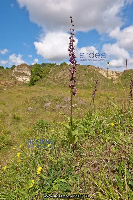 : Dark-red Helleborine - plant in habitat : Dark-red Helleborine - plant in habitat