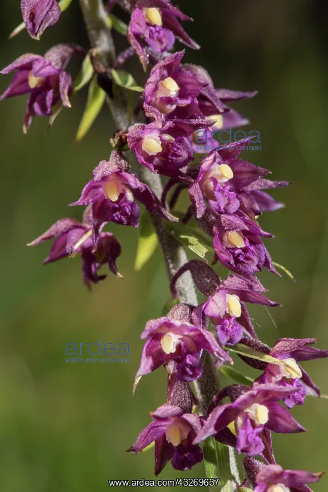 : Dark-red helleborine or royal helleborine (Epipactis : Dark-red helleborine or royal helleborine (Epipactis