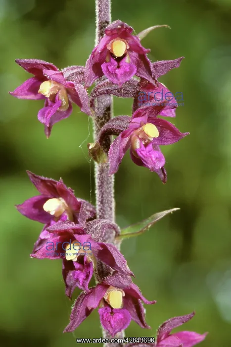 : Dark Red Helleborinne / Royal Helleborine : Dark Red Helleborinne / Royal Helleborine