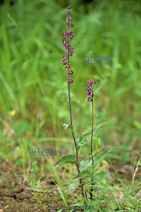 : Dark Red Helleborinne / Royal Helleborine : Dark Red Helleborinne / Royal Helleborine