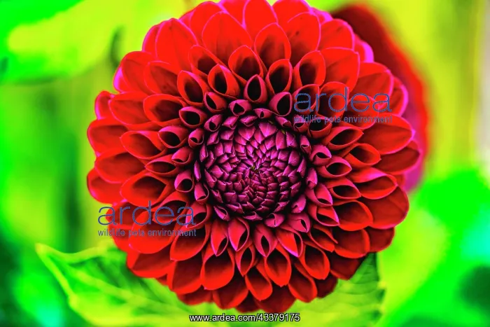 : Dark red pompom ball dahlia blooming. Dahlia named Jessie G : Dark red pompom ball dahlia blooming. Dahlia named Jessie G