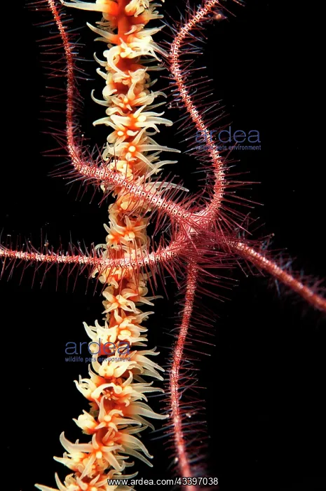 : Dark Red-spined Brittle Star : Dark Red-spined Brittle Star
