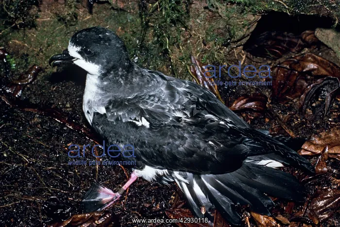 : DARK RUMPED PETREL / Dark-rumped Petrel / Hawaiian : DARK RUMPED PETREL / Dark-rumped Petrel / Hawaiian