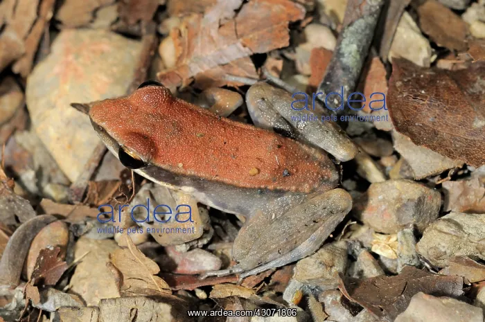 : Dark Sided Frog : Dark Sided Frog