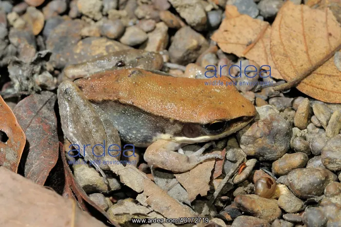 : Dark-Sided Frog : Dark-Sided Frog